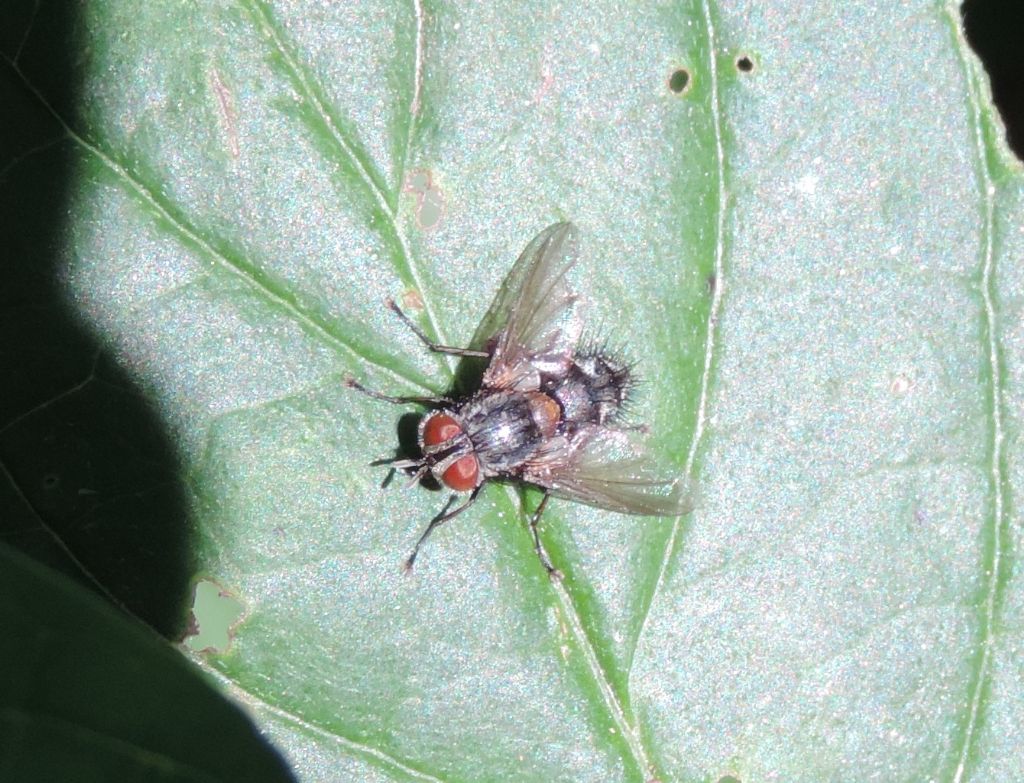 Tachinidae: Huebneria affinis?