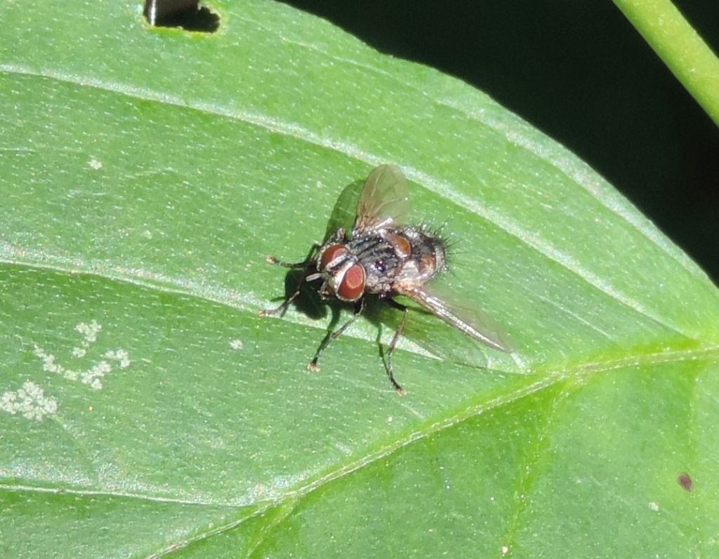 Tachinidae: Huebneria affinis?