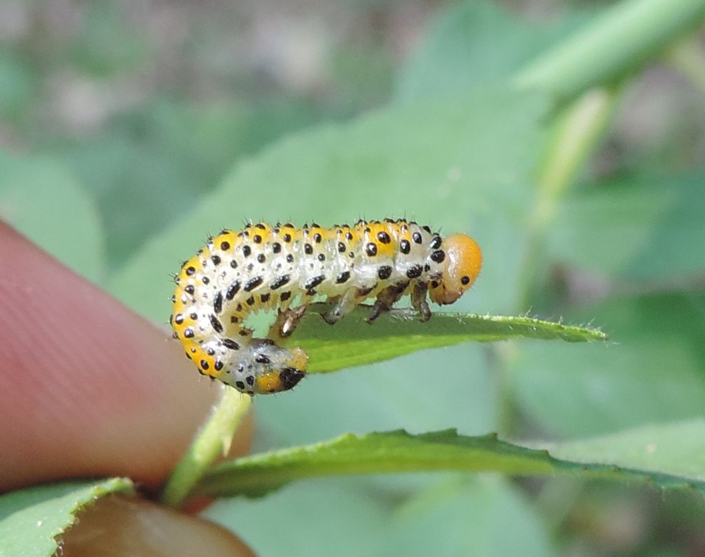 larva di Arge pagana?