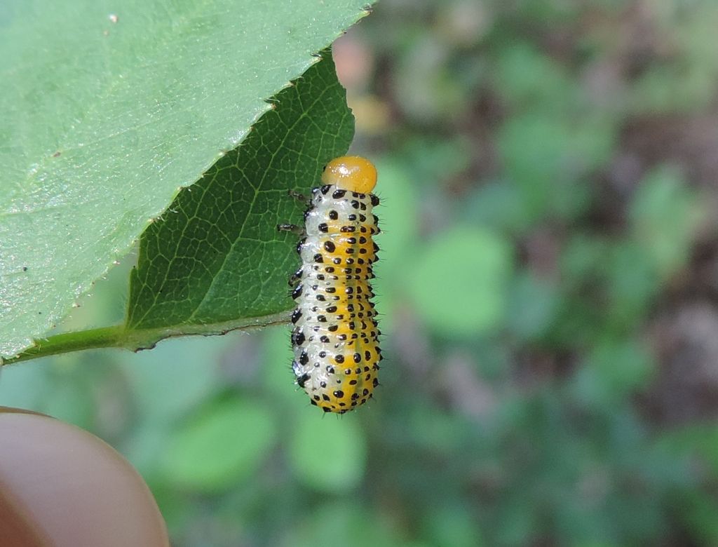 larva di Arge pagana?