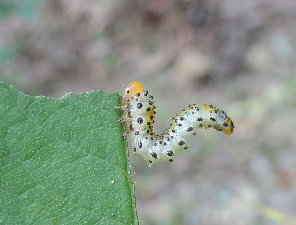 larva di Arge pagana?