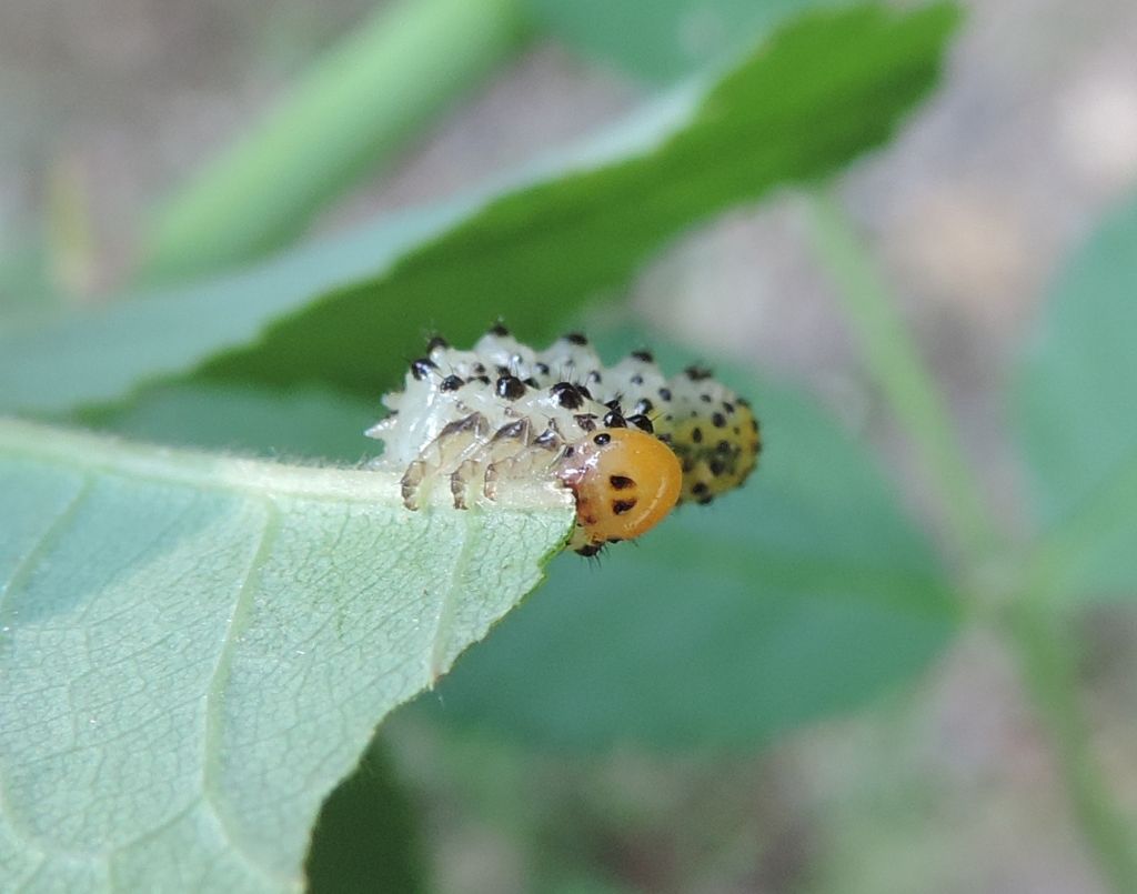 larva di Arge pagana?