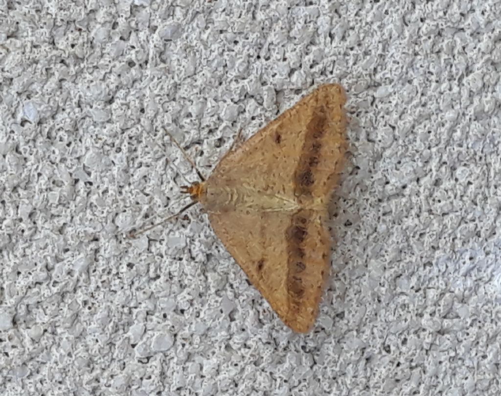 Pyralidae? No, Isturgia arenacearia (Geometridae)