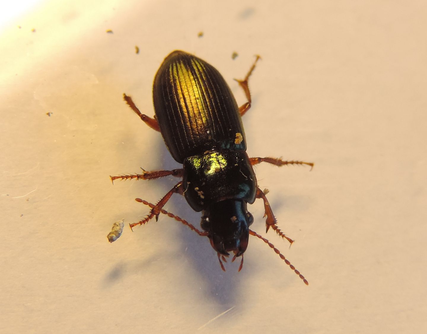 Carabidae da identificare: Harpalus affinis