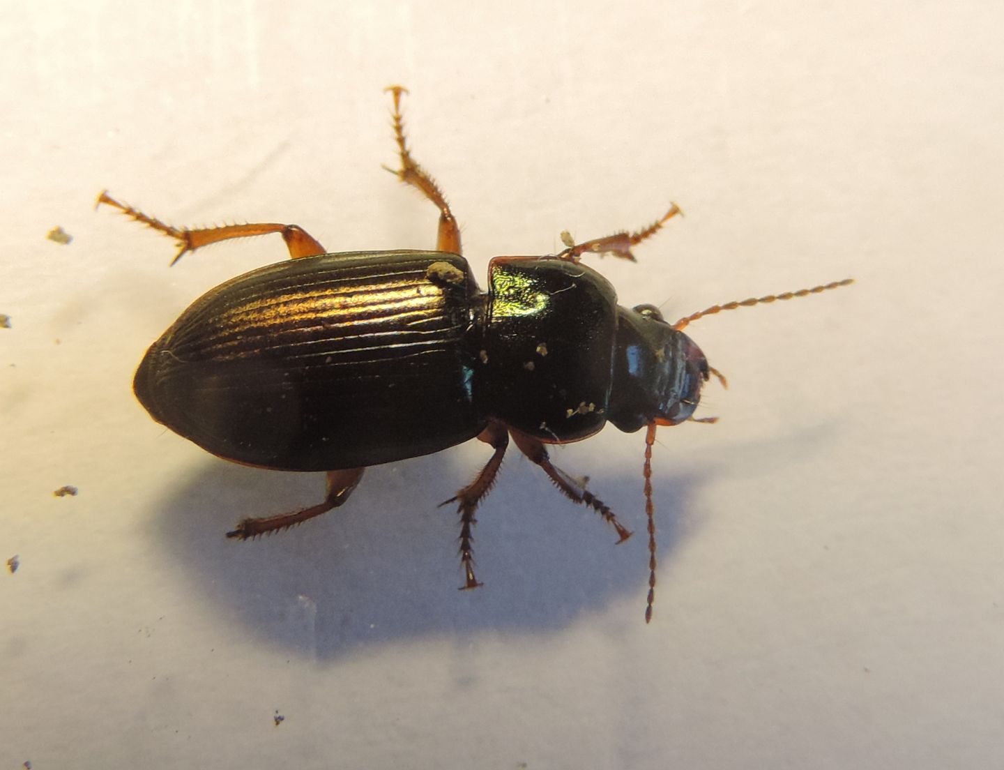 Carabidae da identificare: Harpalus affinis