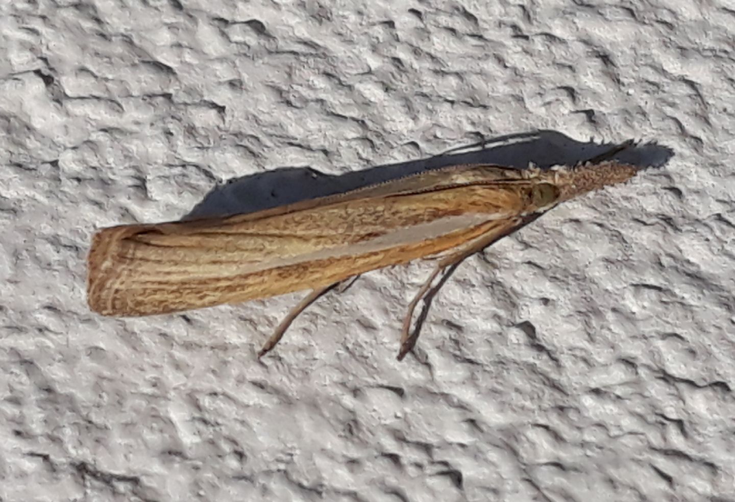 Agriphila tristella?