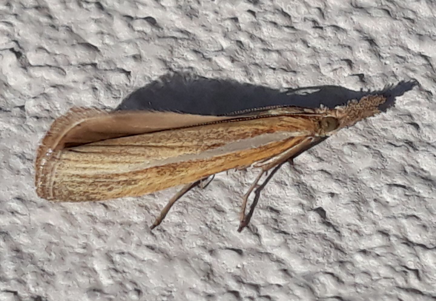 Agriphila tristella?