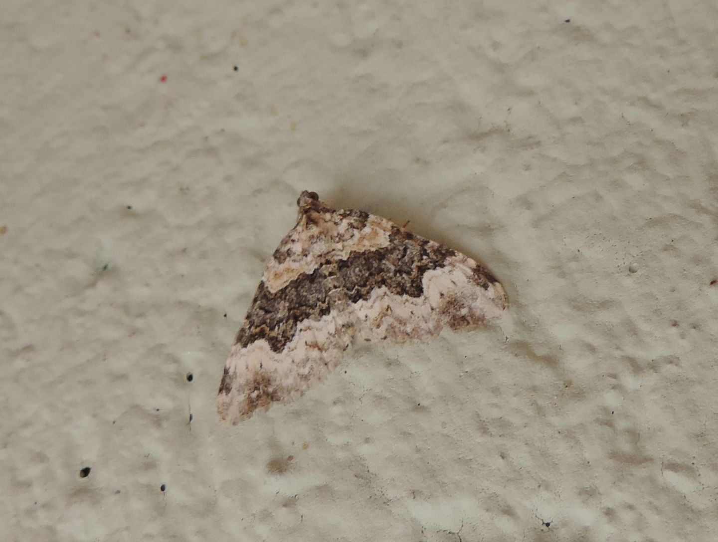 Epirrhoe galiata? S