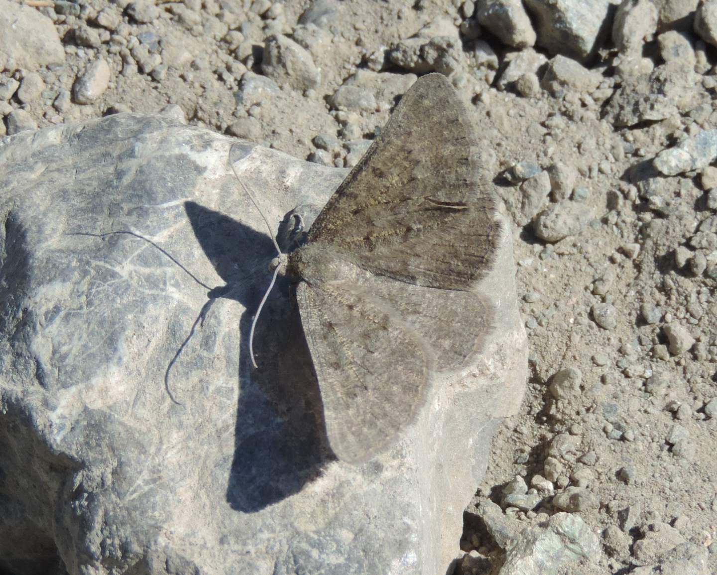 Chemerina caliginearia?