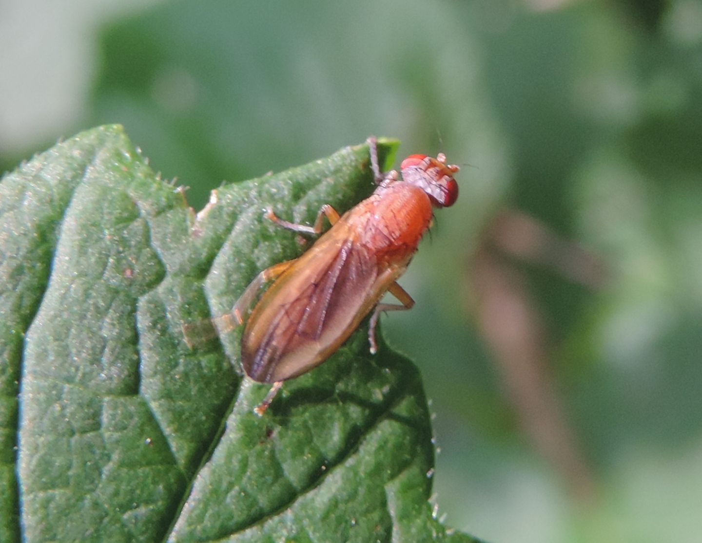 Tetanocera?