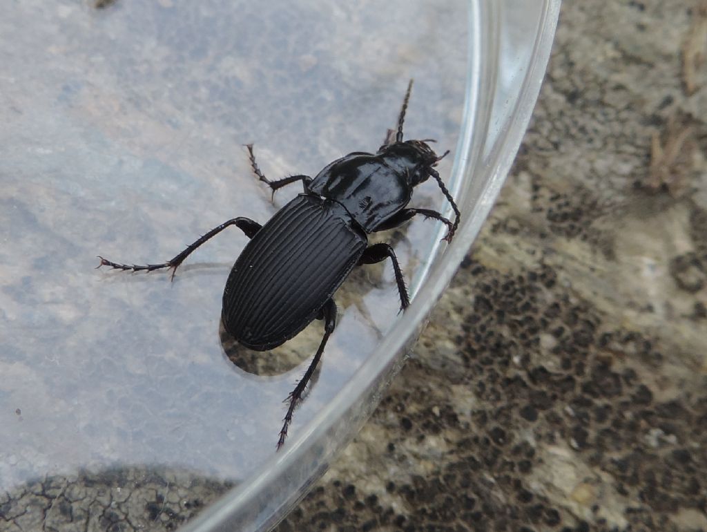 Abax cfr. baenningeri e Pterostichus pedemontanus