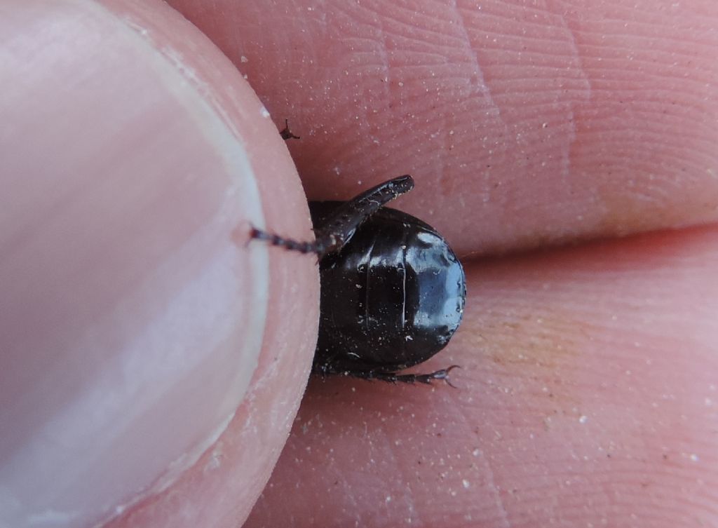 Abax cfr. baenningeri e Pterostichus pedemontanus