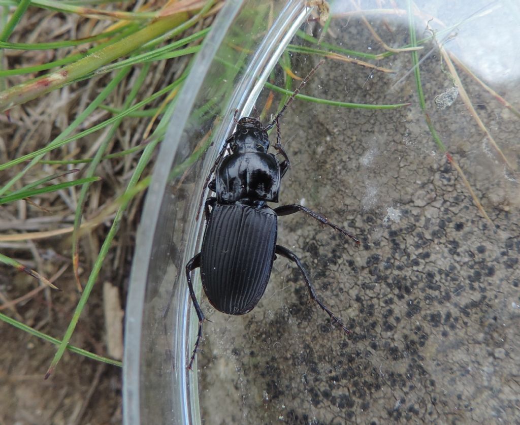 Abax cfr. baenningeri e Pterostichus pedemontanus