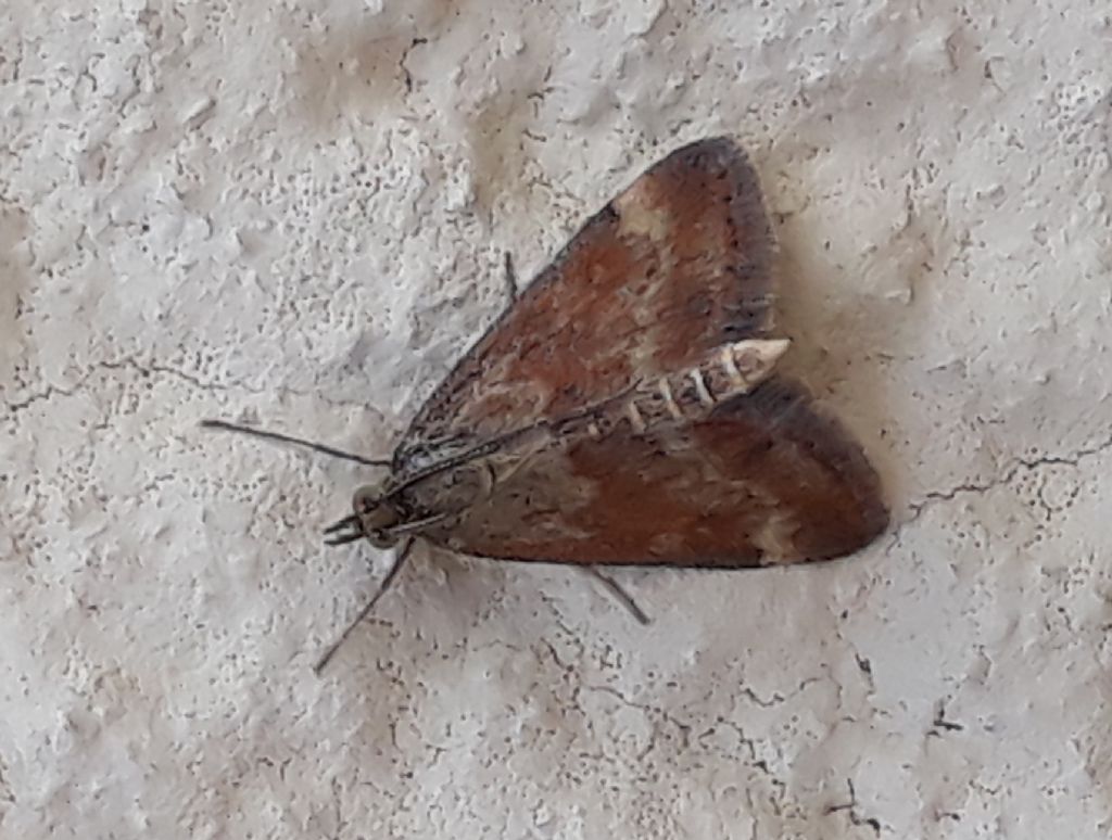 Pyrausta despicata? S