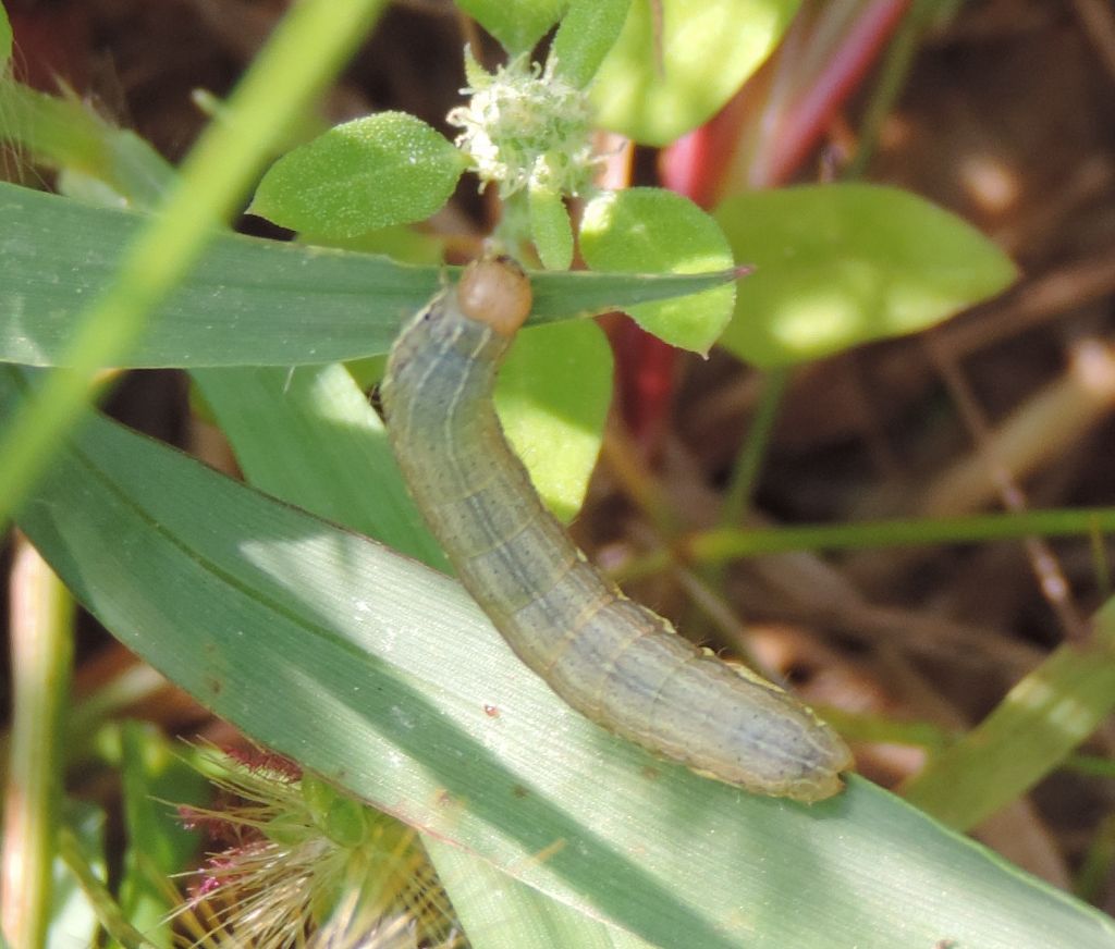 larva da identificare