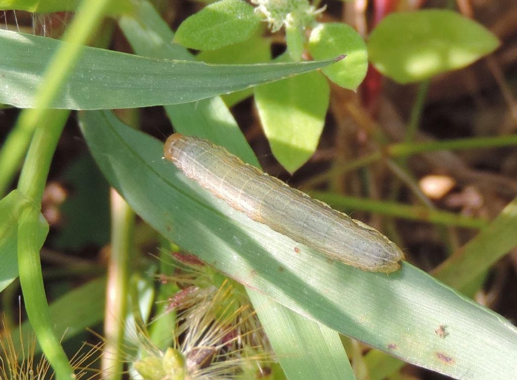 larva da identificare