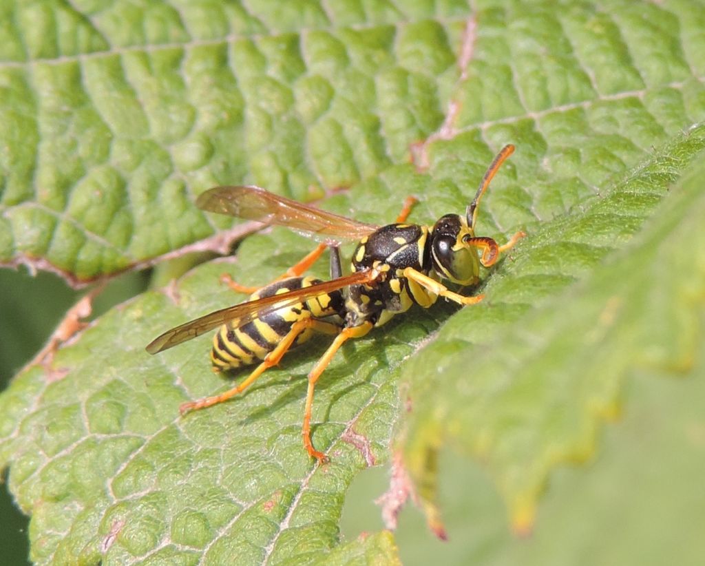 Polistes nimpha?  Pi probabile Polistes associus