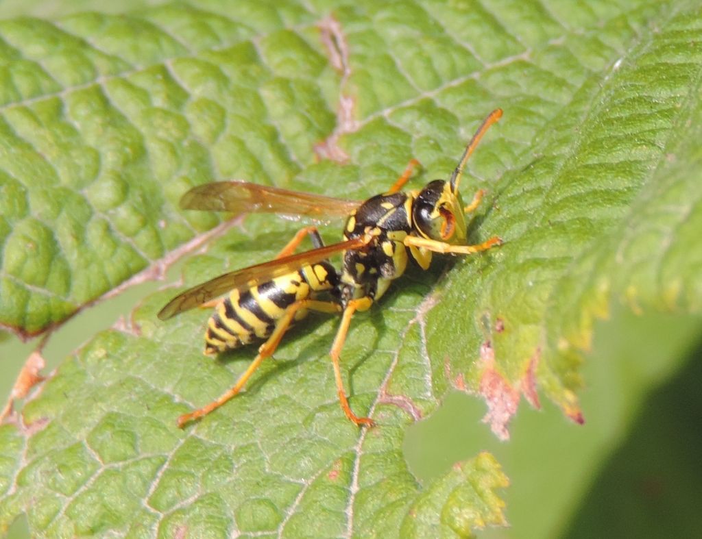 Polistes nimpha?  Pi probabile Polistes associus