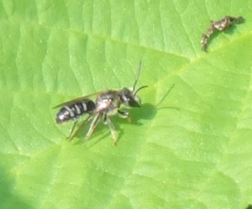 Apidae Halictinae: Lasioglossum sp.