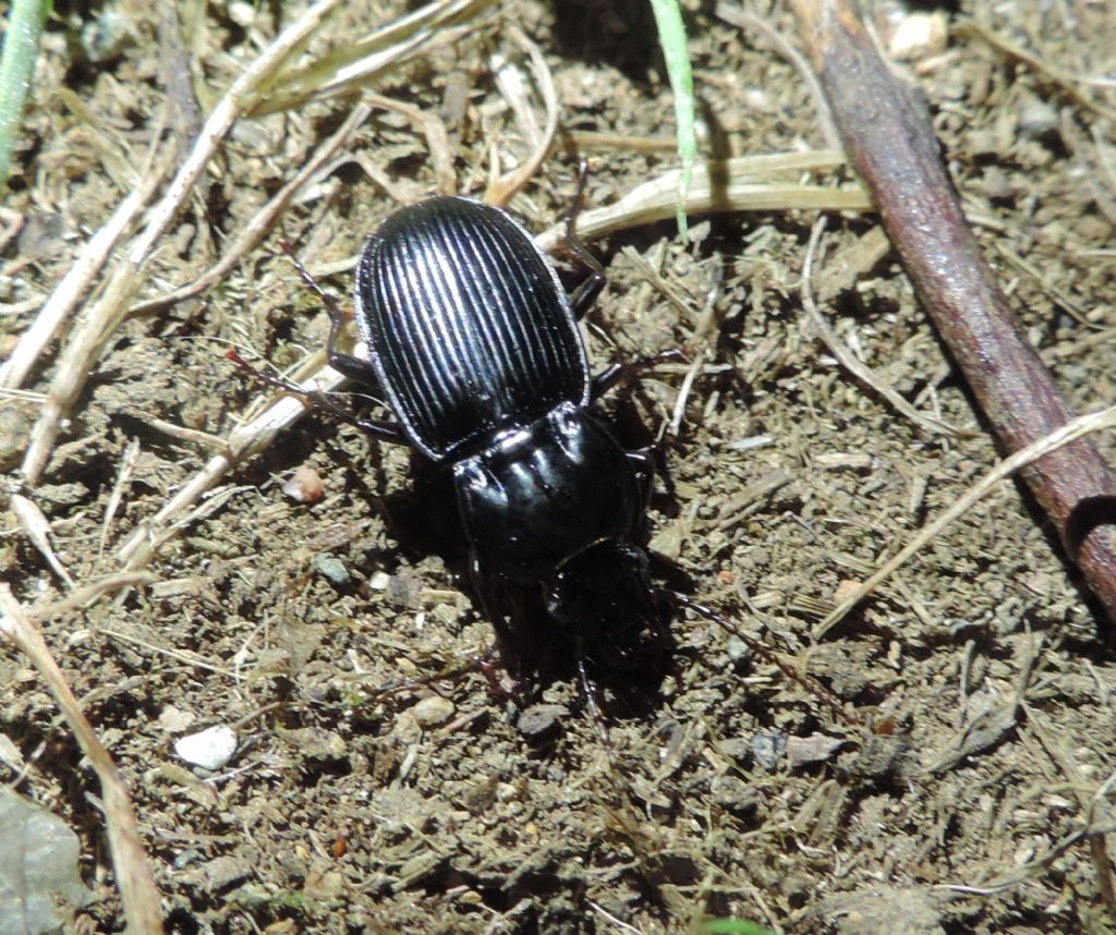 Abax cfr. baenningeri e Pterostichus pedemontanus