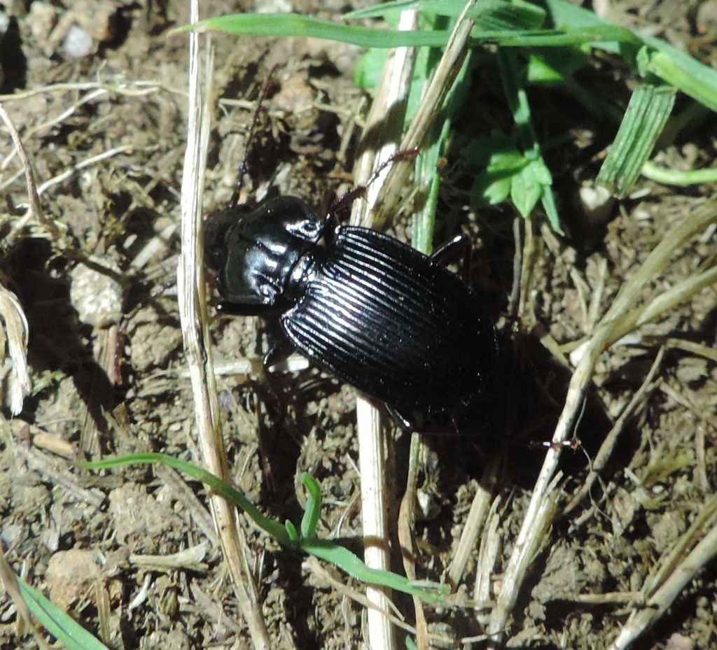 Abax cfr. baenningeri e Pterostichus pedemontanus