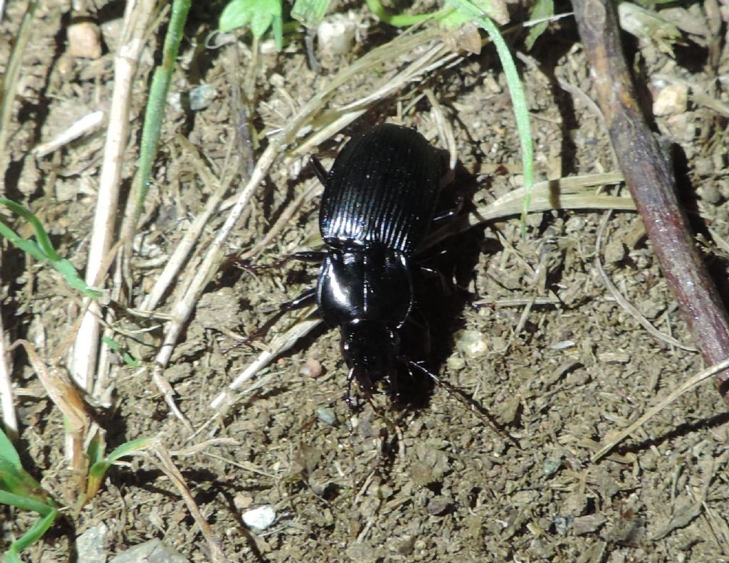 Abax cfr. baenningeri e Pterostichus pedemontanus