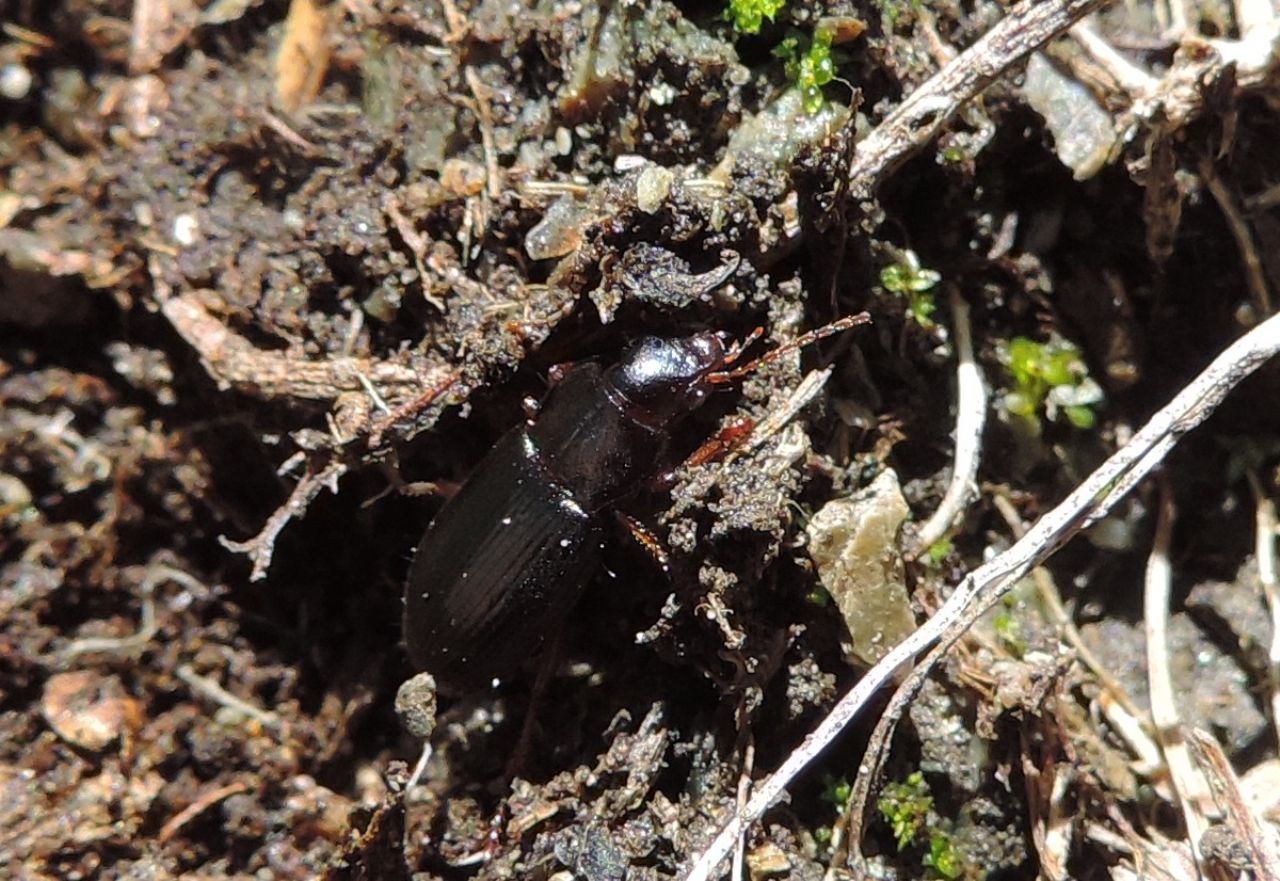 Carabidae: cfr. Ophonus sp.