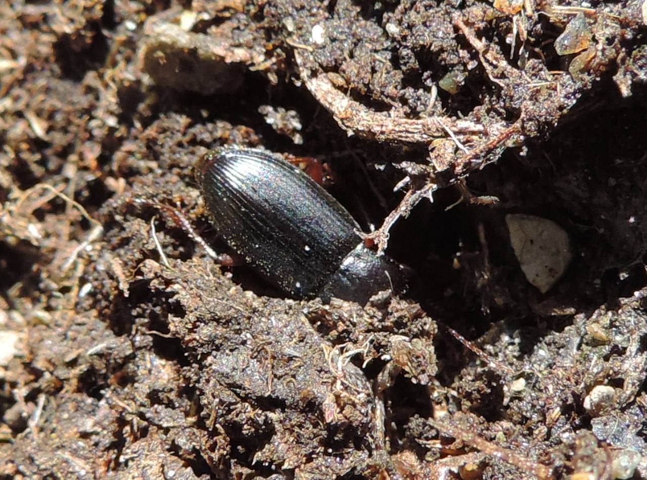 Carabidae: cfr. Ophonus sp.