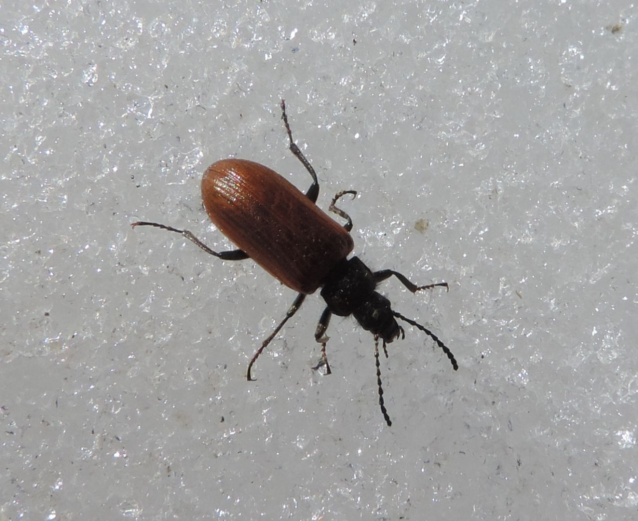 Tenebrionidae Alleculinae: Omophlus? S, cfr. pubescens