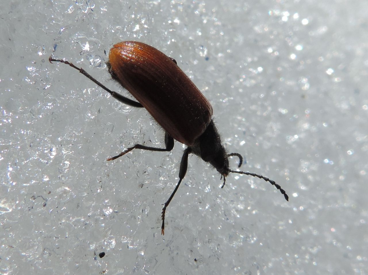 Tenebrionidae Alleculinae: Omophlus? S, cfr. pubescens