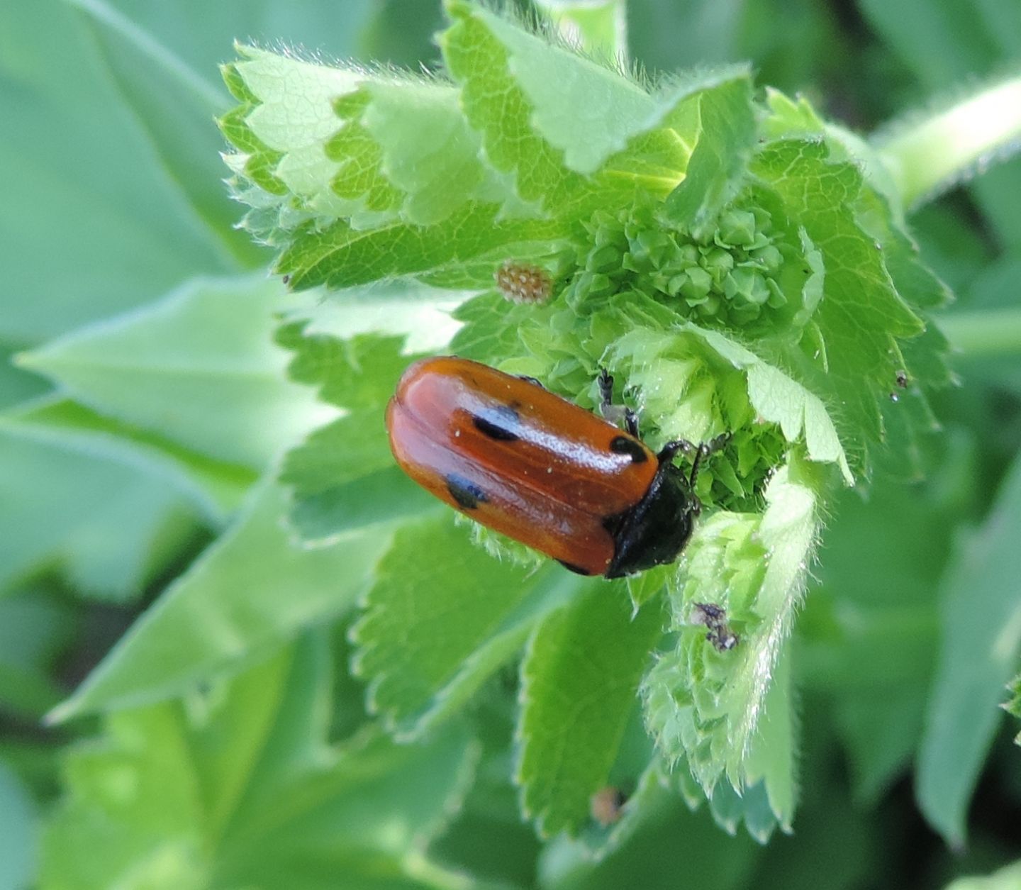 Chrysomelidae: Clytra aff. quadripunctata