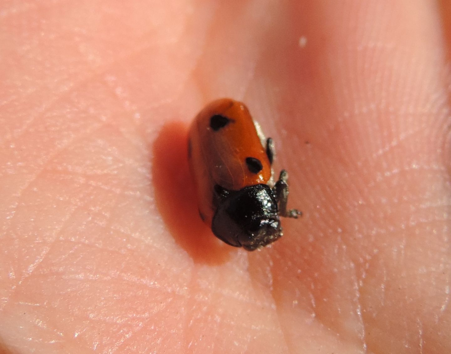 Chrysomelidae: Clytra aff. quadripunctata