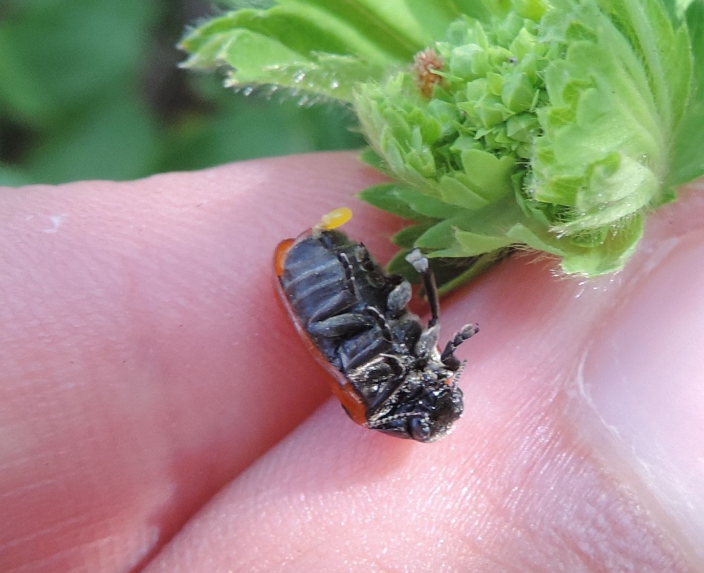 Chrysomelidae: Clytra aff. quadripunctata