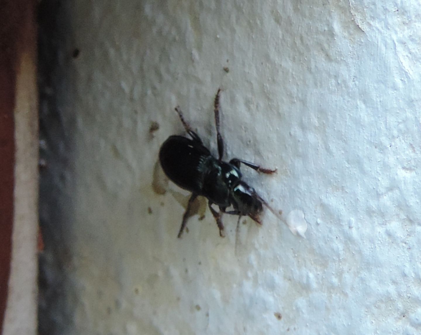 Harpalus?