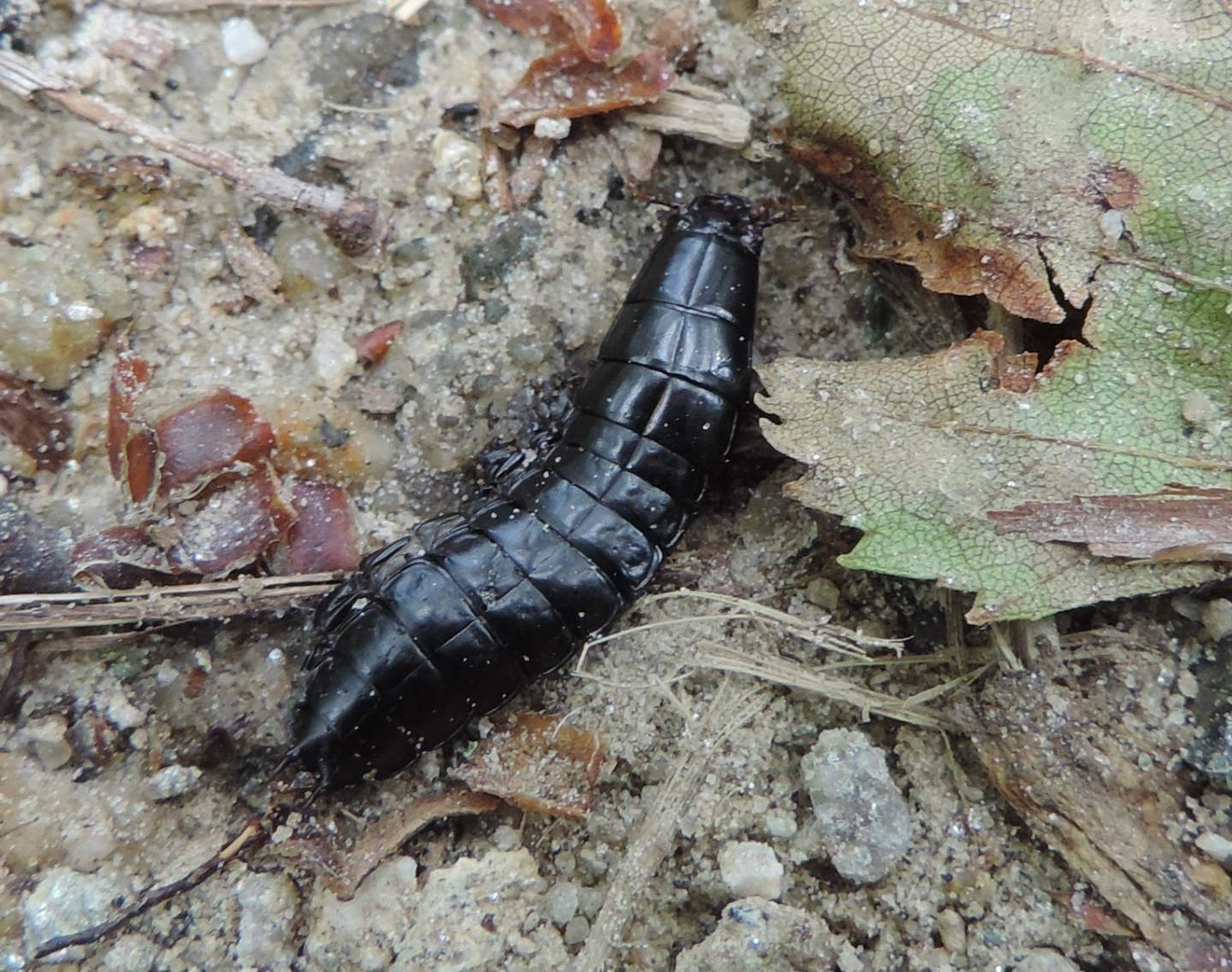 larva di Carabus? s!