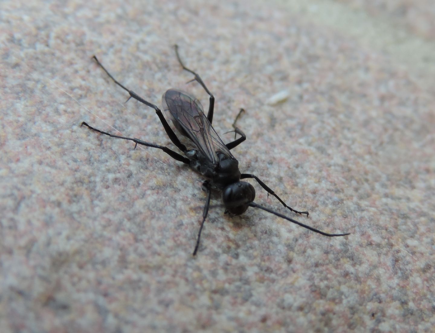 Pompilidae? S.