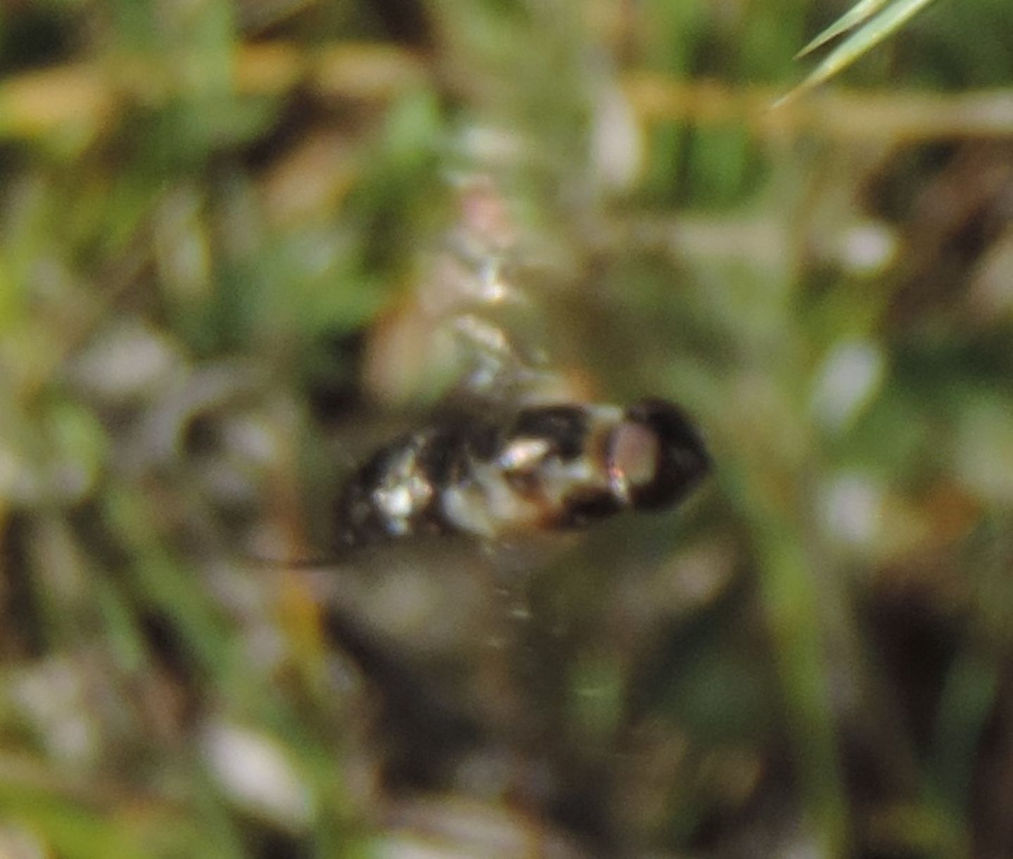 Syrphidae da identificare