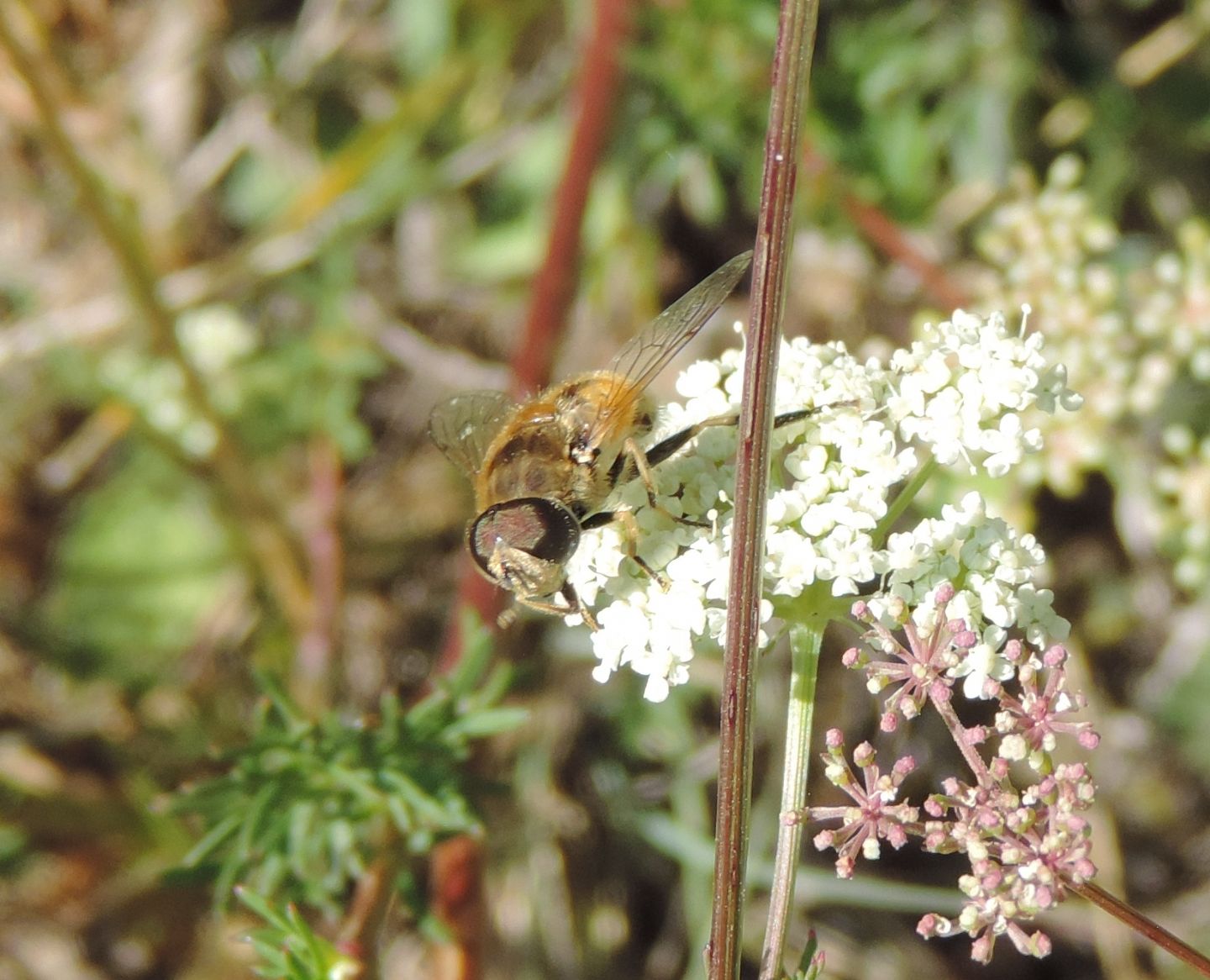 Eristalis da identificare