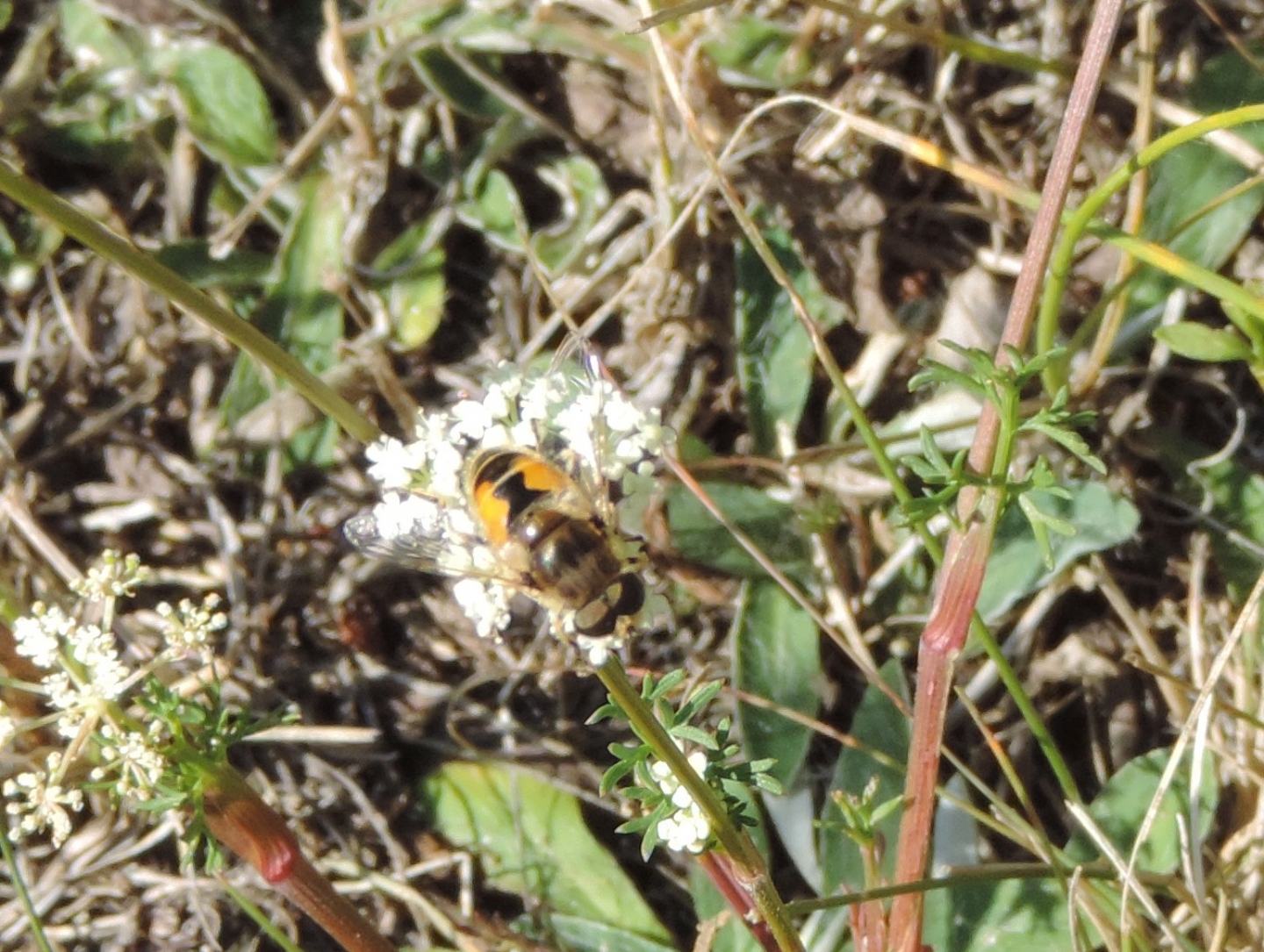 Eristalis da identificare