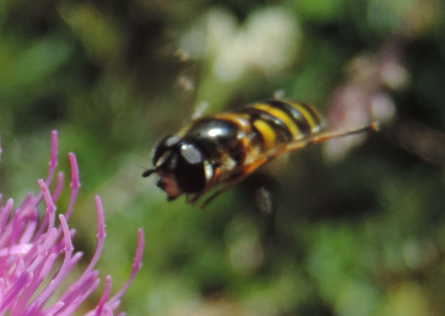 Syrphidae da identificare