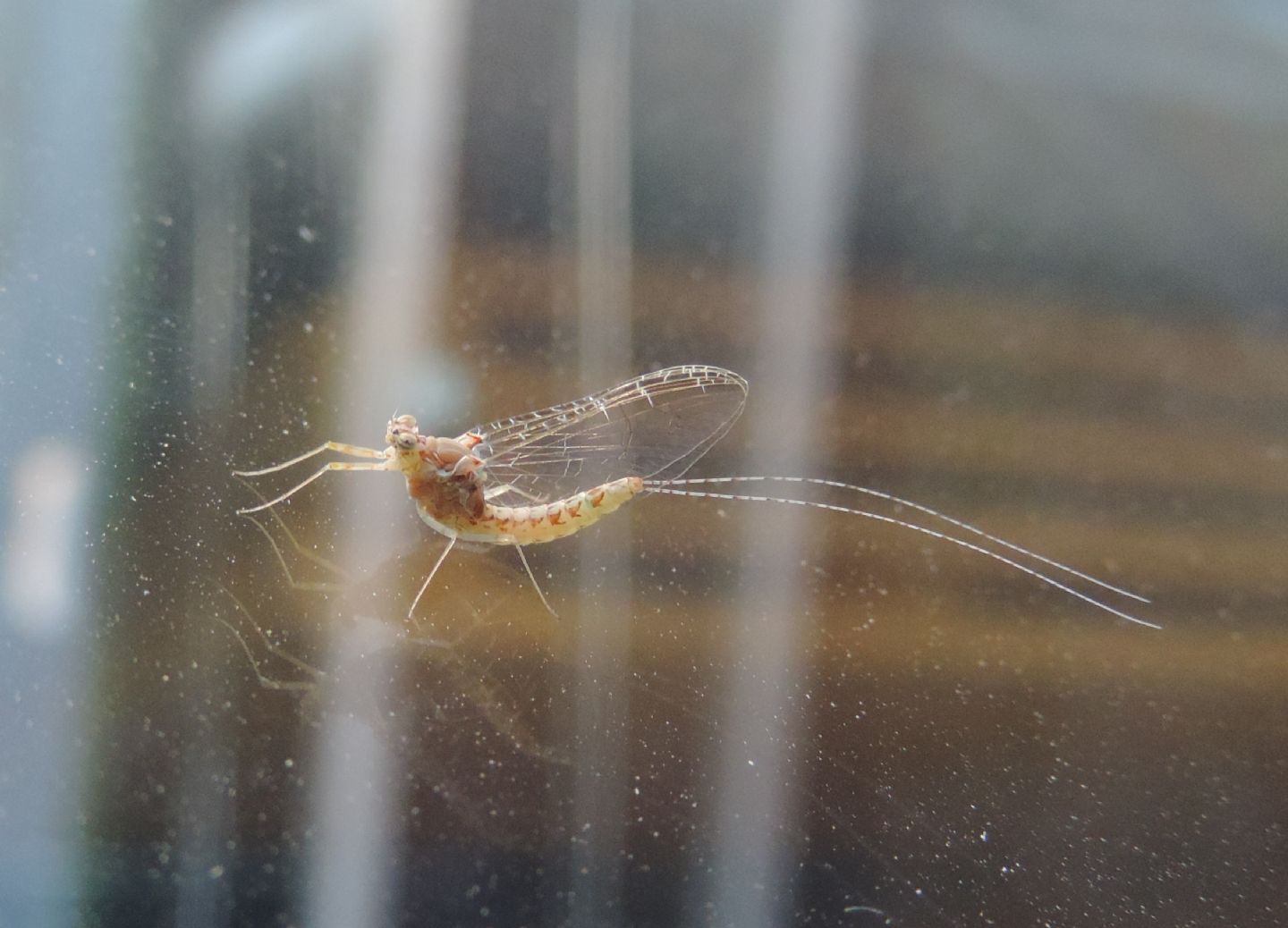 Cloen cognatum? Cloeon cognatum imago female