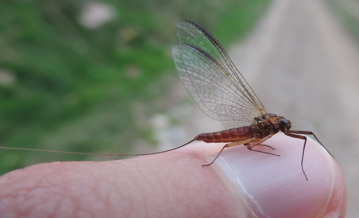 Ecdyonurus sp. imago female