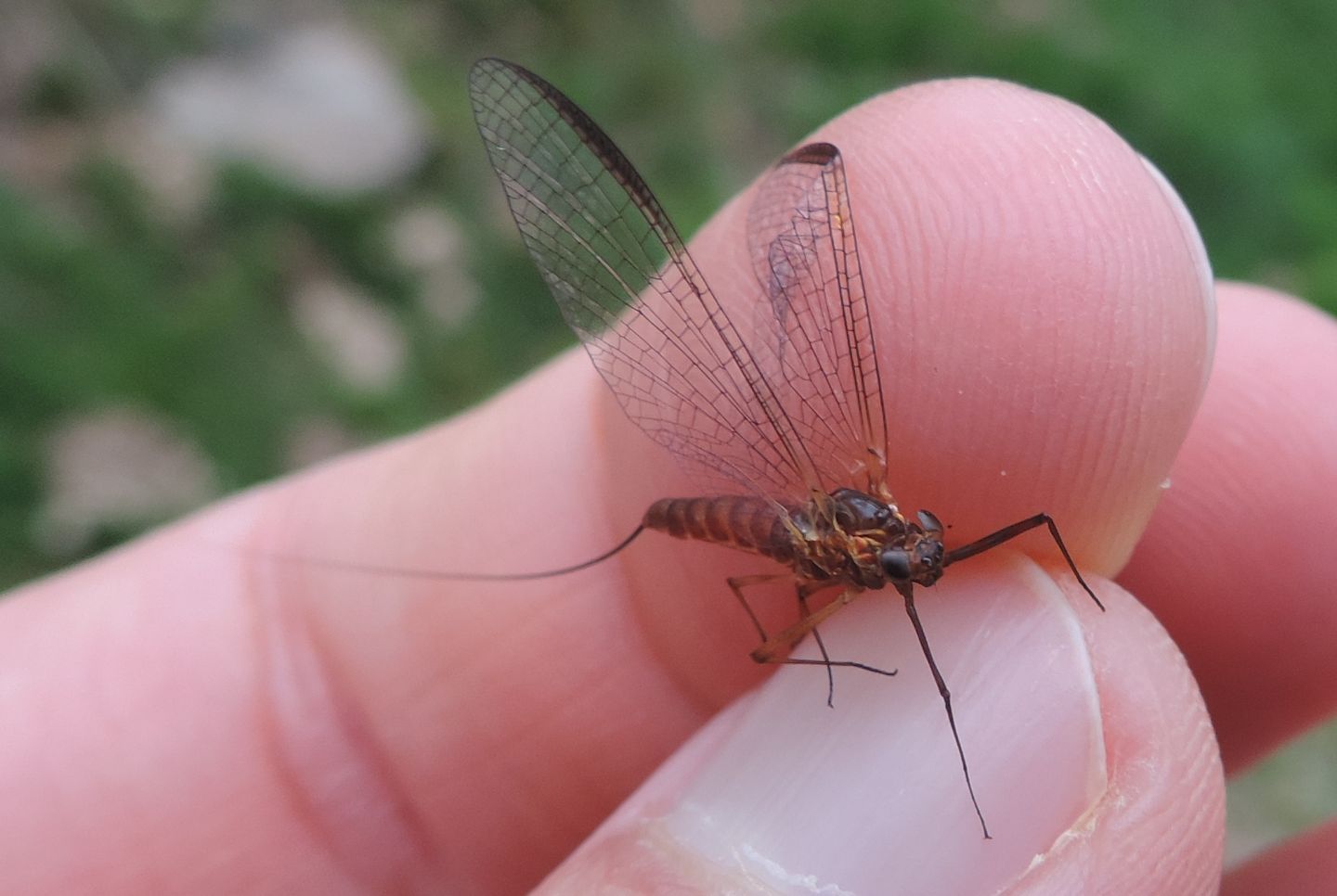 Ecdyonurus sp. imago female