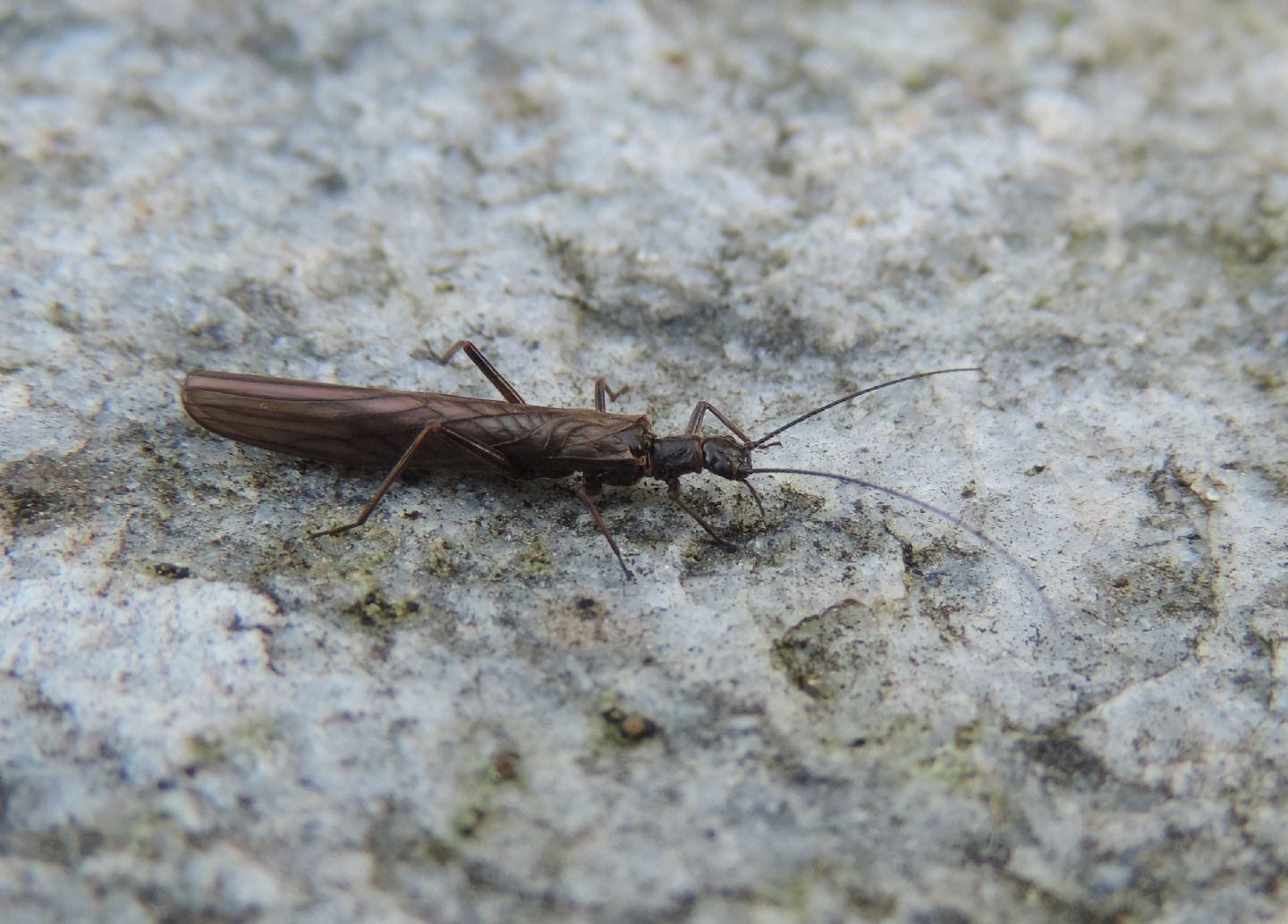 Leuctra di bassa quota? Leuctra sp.