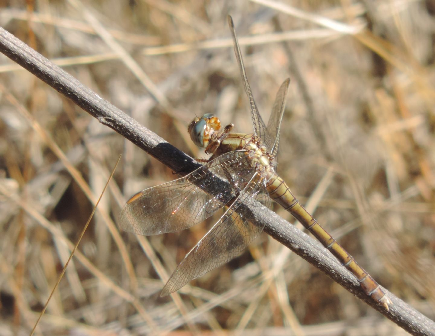 Orthetrum spagnolo da identificare