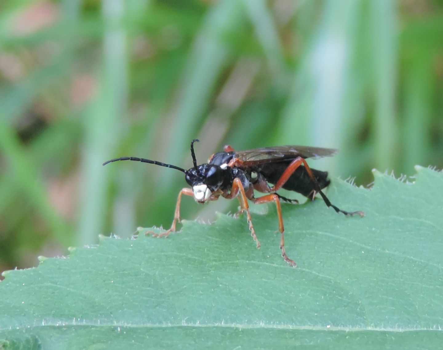 Macrophya?