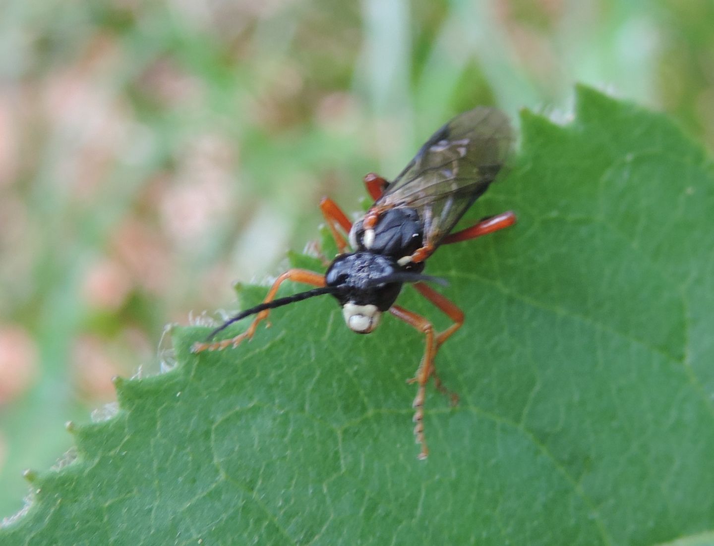 Macrophya?