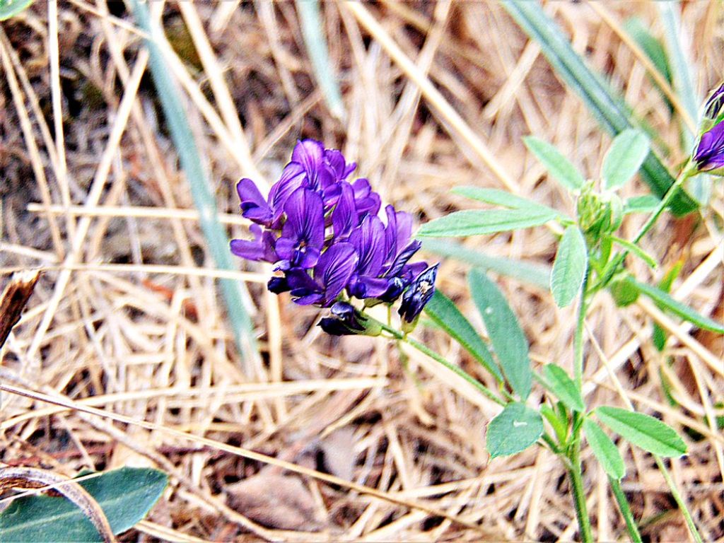 Medicago sativa (Fabaceae)