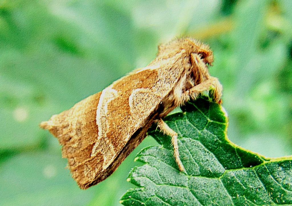 Triodia sylvina - Hepialidae