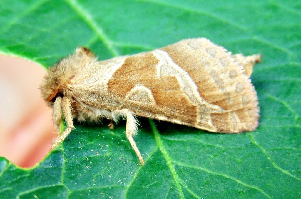 Triodia sylvina - Hepialidae